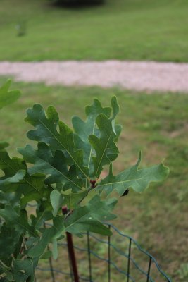 Quercus cerris 'Crimson Spire' - dub cer - listy